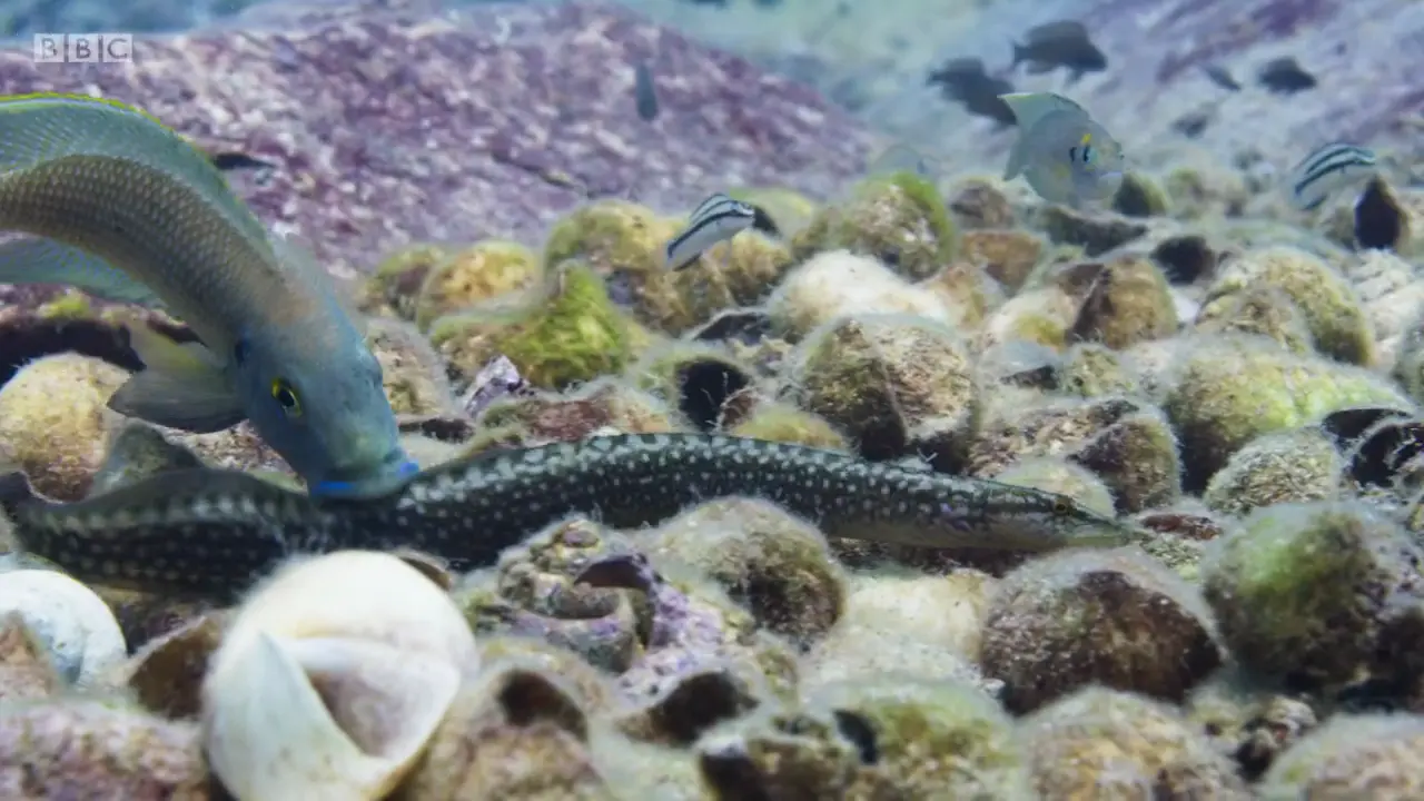 Eel sp. ([genus Mastacembelus]) as shown in The Mating Game - Freshwater: Timing is Everything